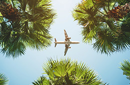 Flieger über Palmen